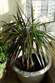 Having large, light green leaves with a slender, waxy, and dark foliage, it creates quite a bold statement and pairs well with the surroundings. Dracaena Marginata Plant Houseplant 411