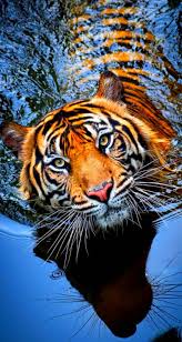 Animals Wallpaper Iphone Majestic Animals Most Beautiful Animals Animals