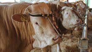D'interaction avec l'alimentation ont montré qu'au froid les animaux valorisent bien les aliments riches en fibres alors qu'au chaud les meilleures performances sont obtenues avec des rations concentrées en énergie. Petition Non Au Projet D Implantation D Une Halle D Engraissement Pour Des Centaines De Taureaux