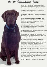 Bienvenue Sur Mon Blog Humoristique Toilettage Canin Chien Enfant Animaux