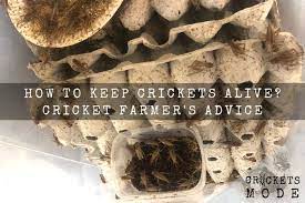 Clean the tank with a mild bleach solution to remove bacteria. How To Keep Crickets Alive Cricket Farmer S Advice Crickets Mode