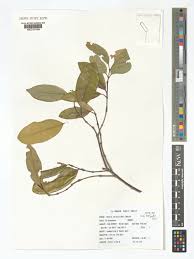 Image result for Hunteria zeylanica