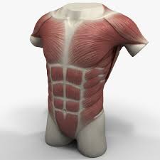Chest muscles function in respiration while abdominal muscles function in torso movement and in maintenance of balance and Torso Muscles 3ds