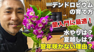 デンドロビウムの育て方「基礎編」 デンドロビューム 管理方法 葉が枯れる 花が終わったら 咲かせ方 - YouTube