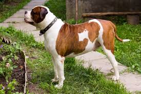 American bulldog puppies and dogs for sale near tacoma, washington, usa area on puppyfinder.com Johnson American Bulldog All You Need To Know Bubbly Pet