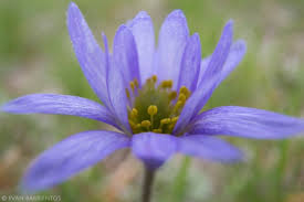 Image result for Aneilema chrysopogon