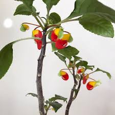 Image result for Impatiens niamniamensis