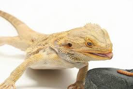 Nutrition bearded dragon food chart. The Best Guide To Bearded Dragon Nutrition Reptiles Magazine