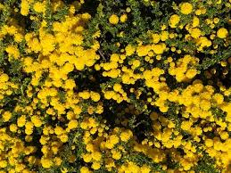 Image result for Acacia lasiopetala