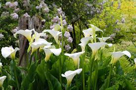 Monrovia Calla Lily Lily Plants Plants Calla Lily