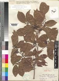 Image result for Nesogordonia