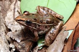 Image result for Leptochloa obtusiflora