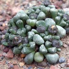 Image result for Hypertelis salsoloides