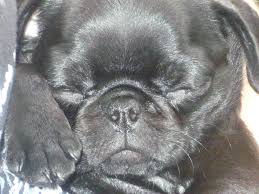 My Baby Bella 3 Pug Love Pugs French Bulldog