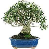 We did not find results for: Olive Tree Bonsai Care Bonsaischule Wenddorf