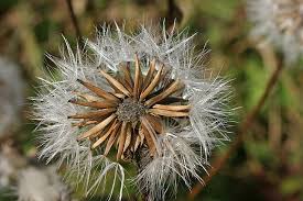 Image result for Crepis urundica