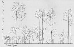 Image result for Pleioceras gilletii