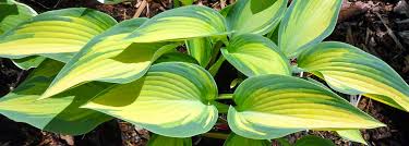 Most hostas must have a minimum winter dormancy requirement of 30 days at temperatures below 43 degrees f.. Hosta Plant Care Port Kells Nurseries
