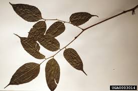 Image result for Craibia zimmermannii