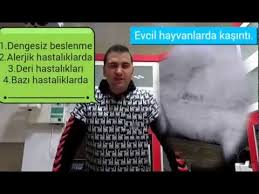 Kedi Veya Kopekler De Kasinti Neden Olur Genel Bilgi Tedavisi Nedir Youtube