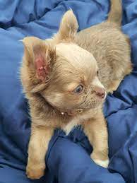 Prince Lavender Chihuahua Chihuahua Chihuahua Puppies Cute Chihuahua