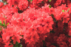 Bushes that are small also work well in planters and combine well with street trees. 10 Best Low Maintenance Bushes And Shrubs Easy Garden Plant Ideas