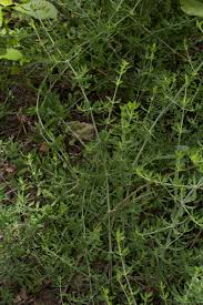 Image result for Pollichia campestris