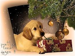 E Cards Gratis Wenskaarten En Ecards Versturen Kerst Pasen Sinterklaas Verjaardag Nieuwjaar Alles Kan Seniorennet Kerst Wenskaarten Kerst Kaarten