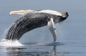Binance is a cryptocurrency exchange that provides a platform for trading various cryptocurrencies. News 250 Million Longs Wiped Out By Bitcoin Whale Binance Reopens Withdrawals Bitfinex Set To Trade Leo Amy Castor