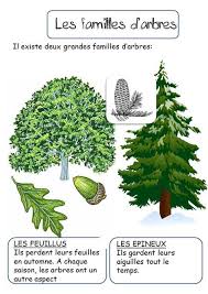 Les Arbres Reconnaitre Les Arbres Ecole De La Foret Arbre