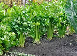 In this video, i show you how you can take a bunched stalk of celery from the grocery store (or your garden). How To Grow Celery Lovetoknow