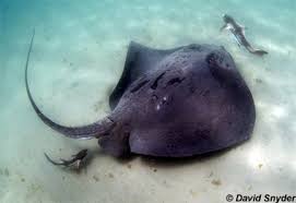 Image result for Stingray