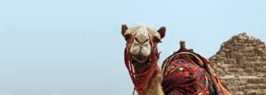 The camelizer for chrome v3.0.8 has been submitted for review. Release 3 0 0 Apache Camel