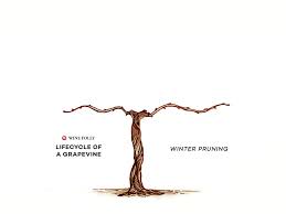 Image result for grape pruning