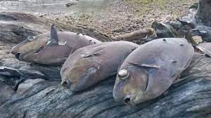 Sedangkan mimpi ikan yang berjumlah banyak tidak terhitung melambangkan harta dan rezeki yang mencurah. Arti Mimpi Melihat Banyak Ikan Bisa Jadi Pertanda Akan Mendapat Keberuntungan Tribunnews Bogor
