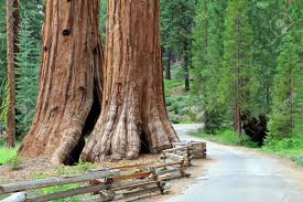 ***the oakhurst best western bus stop to yosemite is located on hwy 41, across the street from the oakhurst best western at the existing mcc bus stop (look for the red curb) the tenaya lodge bus stop to yosemite is located in the timberloft pizzeria parking lot on hwy 41. Mammutbaume Mariposa Grove Yosemite National Park Lizenzfreie Fotos Bilder Und Stock Fotografie Image 13328777