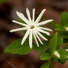 Image result for Jasminum stenolobum