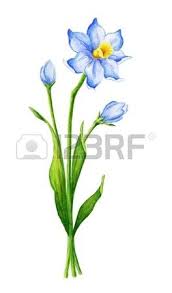 Watercolor Narcissus Flower Daffodil Flower Tattoos December Flower Tattoo Birth Flower Tattoos