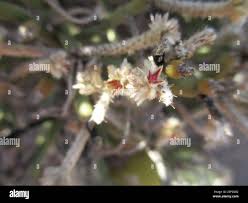 Image result for Arthraerua leubnitziae