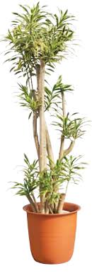 お知らせ 今週の観葉植物 ソングオブインディオ 観葉植物 レンタルグリーン及び販売 東京都足立区 株式会社アールエスエス