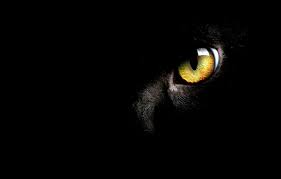 2048x1360 round eyes cute black puffy cat sitting on table macro hd wallpaper for free. Cat Eyes Wallpapers Top Free Cat Eyes Backgrounds Wallpaperaccess