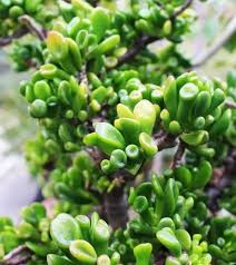 Image result for Crassula morrumbalensis