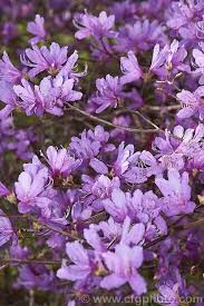 Pin On Rhododendron Species Ericaceae
