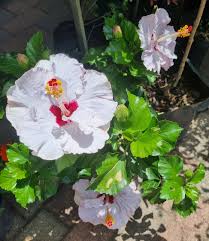 Image result for Hibiscus barbosae