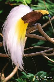 Birds Of Prey Flower Meaning The World S 11 Most Beautiful Birds Most Beautiful Birds Greater Bird Of Paradise Beautiful Birds
