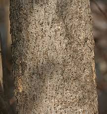 Image result for Ixora phellopus