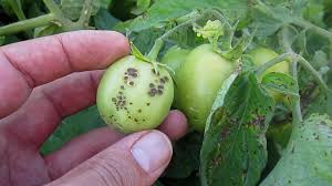 Image result for tomato seedling xanthomonas vesicatoria