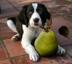 Does your sudden appearance in the kitchen at your dog's mealtime elicit a glare and a growl? Dog Food Aggression Canine Possession Aggression Resource Guarding Puppy