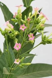 Image result for Nicotiana tabacum