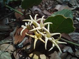 Image result for Orthanthera